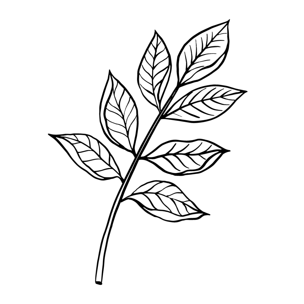 איור של עלה