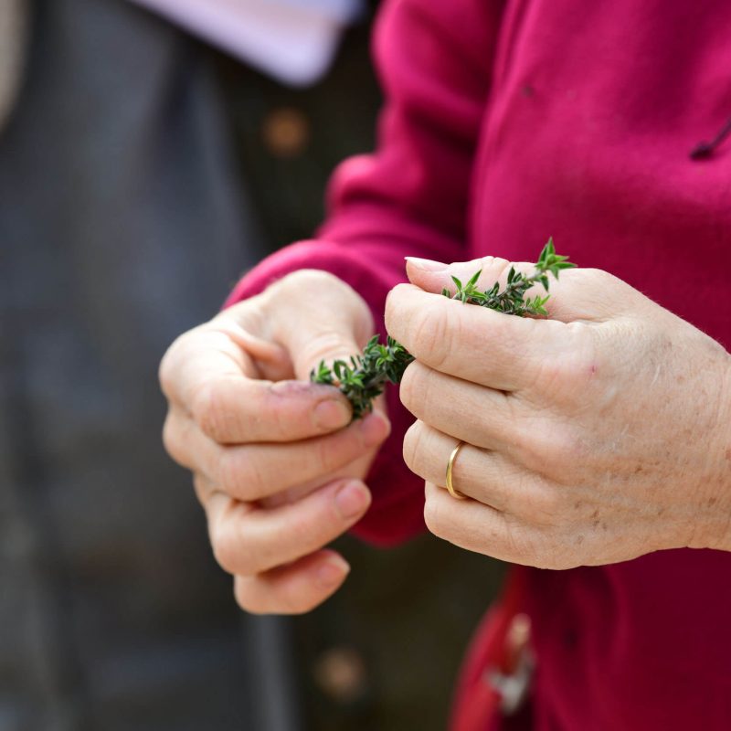 חגית מחזיקה צמח שלוקט